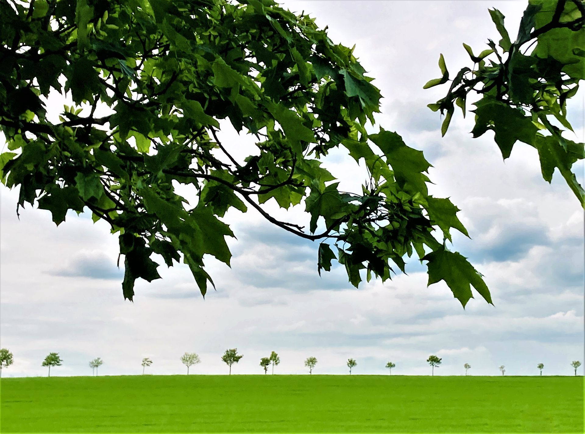 Trees in leaf